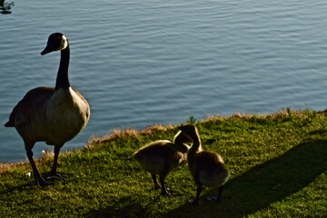 Canada geese with Downey Young Goslings at Such East City Park Public Fishing Lake, Canyon, Texas, Spring Breeding Season, 2022.
