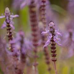 Blue flowers of Coleus comosus, scaredy cat plant, natural macro floral background
