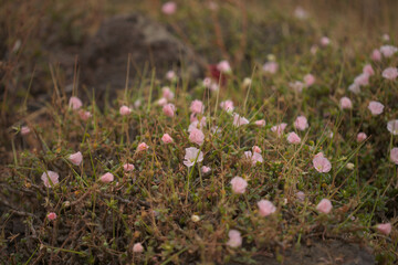 Flowering succulent Sarcocaulon burmannii, Bushman Candle, natural macro floral background
