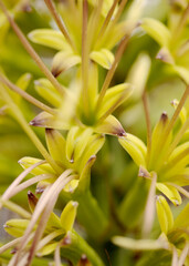 Closeup of green flowers of Agave attenuata, Foxtail agave, natural macro floral background
