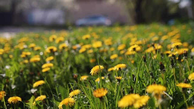 Camera moving forward through yellow dandelion flowers and fresh spring green grass on pretty meadow. Dandelion plant with medicinal effect. Summer concept. Low angle dolly steady shot.
