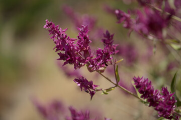 Fototapeta premium Flora of Gran Canaria - Salvia canariensis, Canary Island sage natural macro floral background 