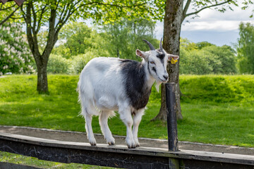 A playful white goat standing on a fence.