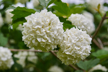 Gelder, snowball tree, Viburnum opulus f. roseum L , "boule de neige" in blooming state, on green leaves background, close up