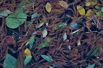 Flowers, trees and shrubs of the US