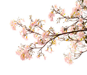 Tabebuia heterophylla, pink trumpet tree, flowering branches isolated on white background
