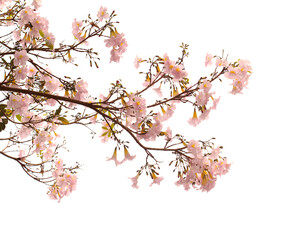 Tabebuia heterophylla, pink trumpet tree, flowering branches isolated on white background
