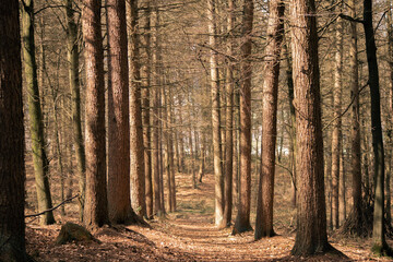 forest in autumn