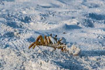 Sand crab tossing sand