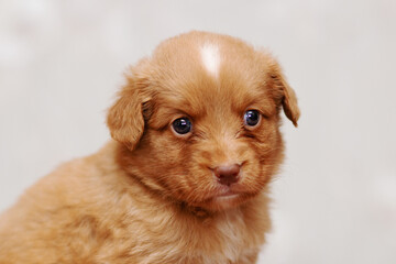 Cute small duck tolling retriever roller dog puppies
