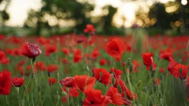 Camera moves between the flowers of red poppies. Poppy as a remembrance symbol and commemoration of the victims of World War. Flying over a flowering opium field on sunset. Forward slow motion.