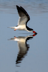 Black Skimmer reflection