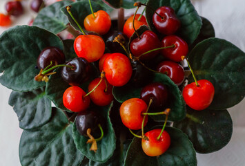 Cherries on wooden table with water drops macro background.