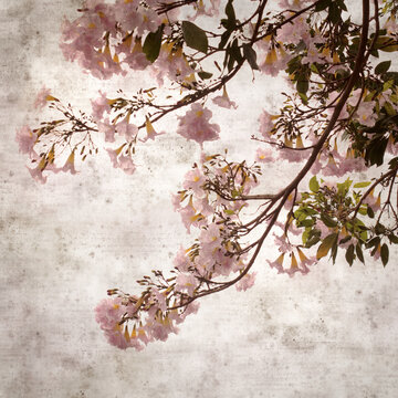 square stylish old textured paper background with Tabebuia heterophylla, pink trumpet tree, flowering branches
