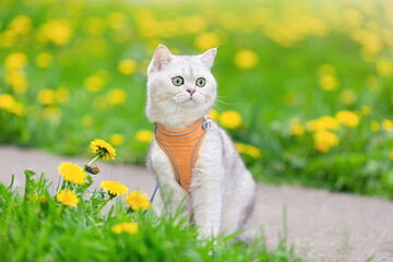 a adorable white British cat sits on the grass with yellow dandelions, in spring