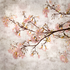 square stylish old textured paper background with Tabebuia heterophylla, pink trumpet tree, flowering branches
