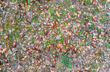 Oak acorns on the ground