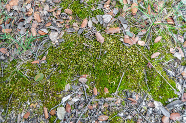 Detail of the ground in the forest