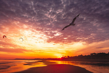 Fototapeta na wymiar sunset on the beach. coast, summer and kitesurfing.