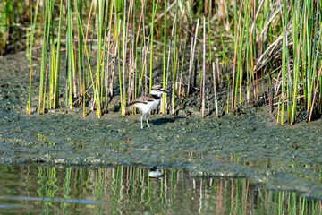 Killdeer chick