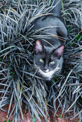 A beautiful black kitty hiding in a decorative flowerbed in the garden.