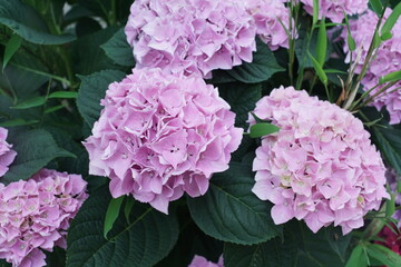 Pink oder lila bis magenta farbige, blühende Hortensien