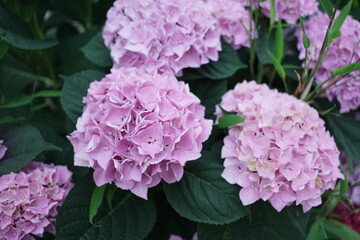 Pink oder lila bis magenta farbige, blühende Hortensien