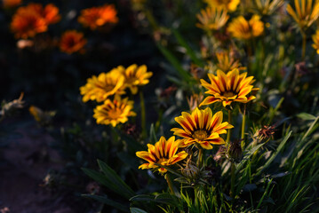 Yellow Gazania or Treasure flower in full bloom, Gazania rigens (aka: Gazania splendens)