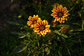Yellow Gazania or Treasure flower in full bloom, Gazania rigens (aka: Gazania splendens) top view