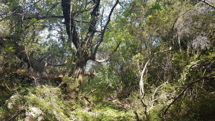 Montenegro mountain forest