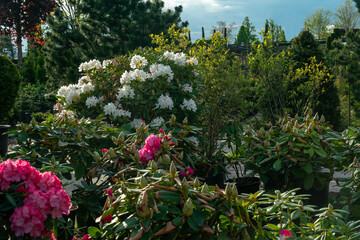 Amazing red and pink Rhododendron (azalea) bushes -  potted  plants in  large pots for sale