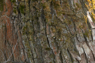 Texture bark of linden tree background. High quality photo