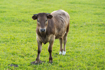 Brown calf looking at me