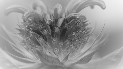 Flowers, trees, and shrubs of the Eastern US