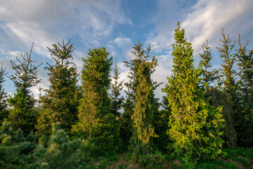 Amazing spruce trees in plant nursery in Moscow oblast