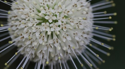 Flowers, trees, and shrubs of the Eastern US