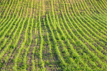 Field of ripening corn plants