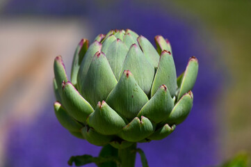 Artichaut de Bretagne