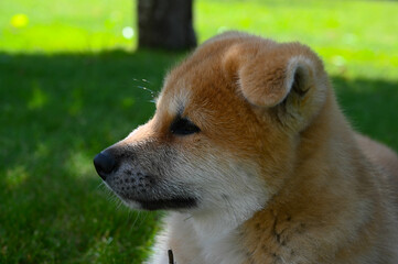 jolie tête de chiot Akita 