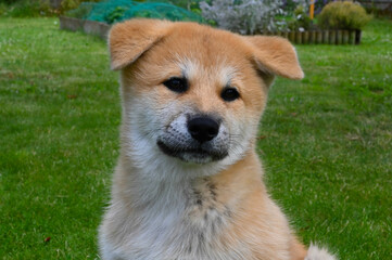 mignon petit chiot akita 