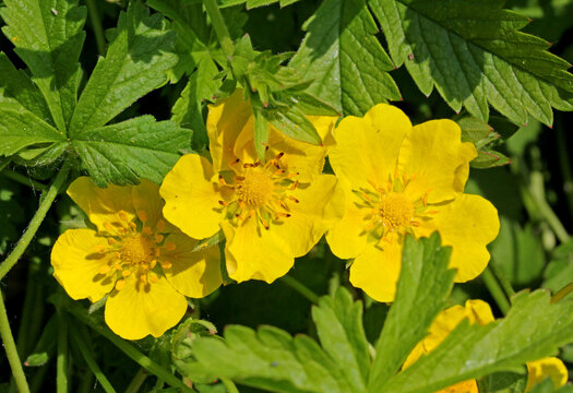 fiori gialli di potentilla strisciante (Potentilla reptans)