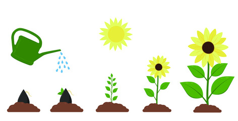 Sunflower growth stages. Agriculture plant development. Harvest progression. Vector illustration infographic set.