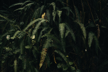 Dark fern foliage in the temperate rainforest