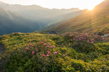 Alpenrosen im letzten Licht der untergehenden Sonne