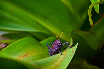 Red-winged Grasshopper