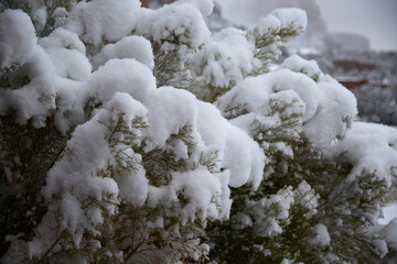 snow covered branches