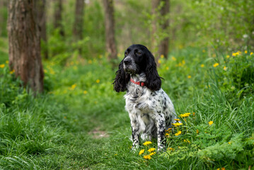 Charming Russian Spaniel sitting in the grass in the forest. Hunting dog. A walk with a dog.