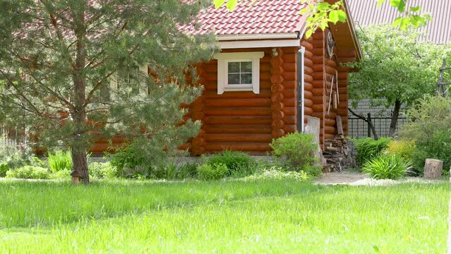 Picturesque backyard of rural country wooden house on summer day, insects flying everywhere. Growing trees, green lawn and plants. Home garden beautiful landscape, restful country life concept.