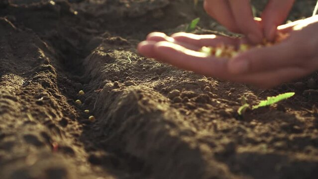 Agronomist farmer planting sows plantation field of grain in the soil for germination of crops, Farmer's hands throw crop grains, Food crisis harvesting to prevent famine
