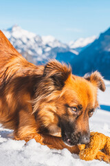 Hund